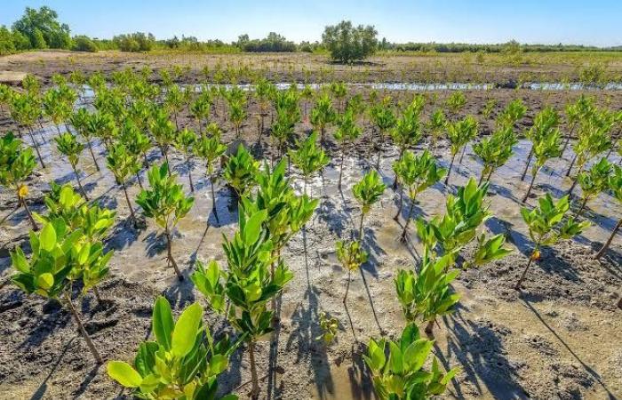 Le marché du carbone : une mine d’or pour la RDC