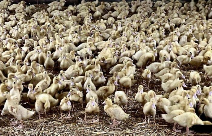 un cas de grippe aviaire détecté dans un élevage de canards à Saint-Etienne-d’Orthe