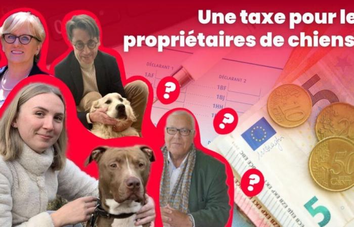 Taxer les propriétaires de chiens en 2025 ? Dans l’Oise, qu’en pensez-vous ? « Ils feraient mieux de taxer la bêtise ! »