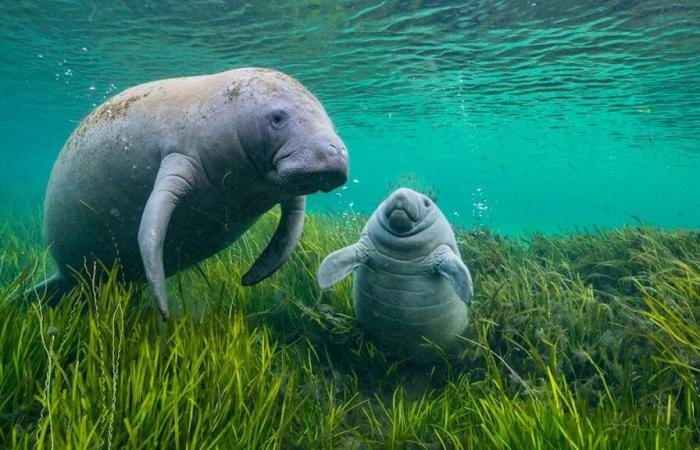 Les plus belles photos d’animaux exposées à Bâle