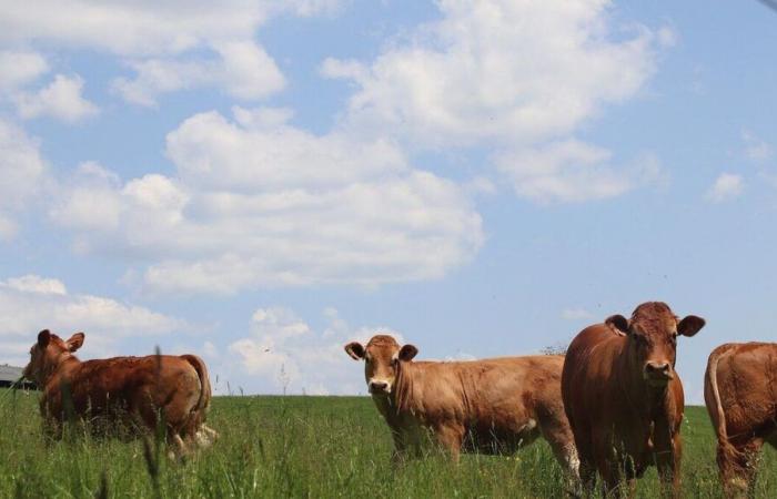 Les exploitations agricoles de Dordogne prises « en tenaille » par les maladies