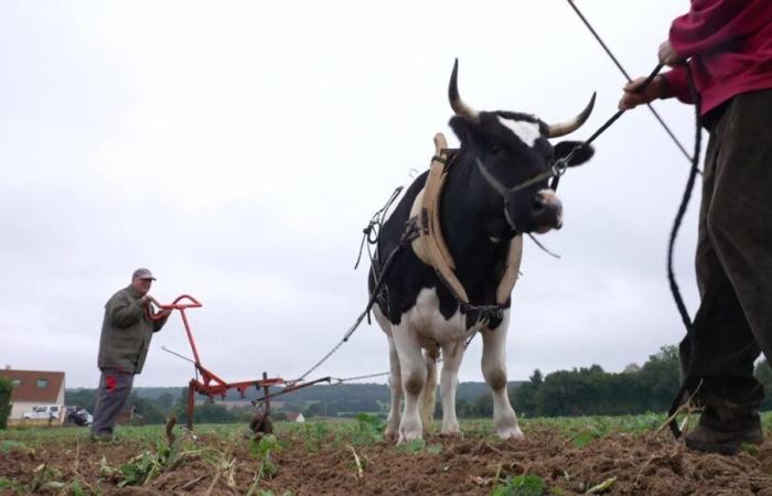 renaissance d’une pratique agricole ancestrale