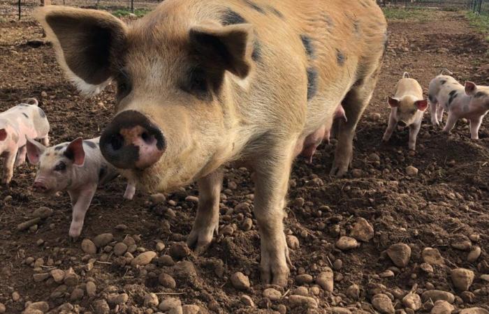 MARGUERITTES Un marché, une ambiance, une ferme !