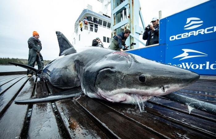 Comment ce requin s’est-il retrouvé avec une gigantesque cicatrice sur la tête ?