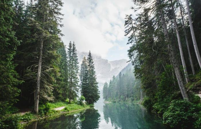 Le plus vieil arbre du monde