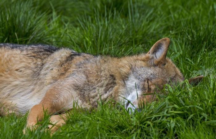 Est-il mort ou blessé ? Un loup introuvable après les tirs réglementaires sur une meute