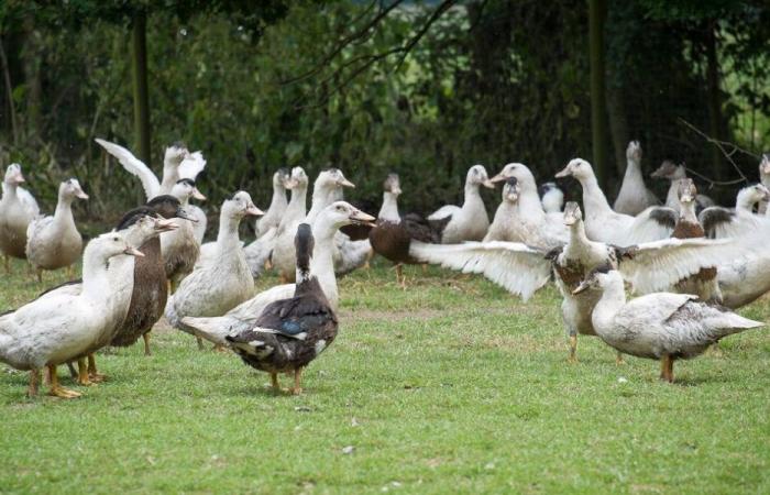 Malgré la vaccination, un premier foyer déclaré de grippe aviaire dans les Landes – Angers Info