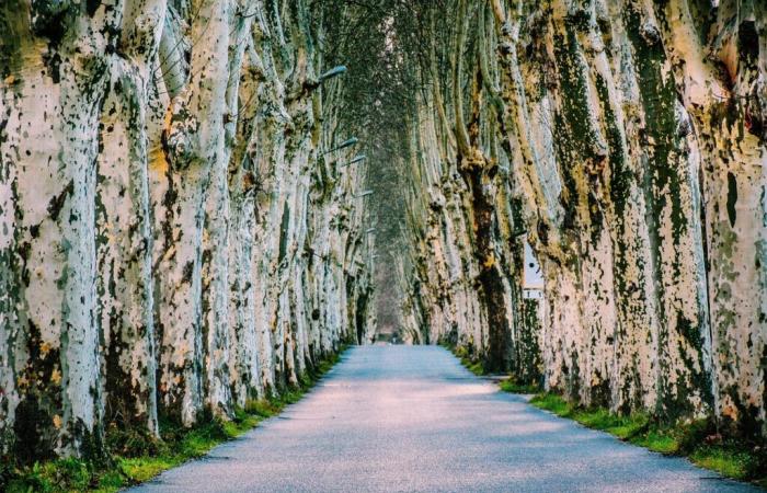 une opération d’abattage d’arbres malades sur les RD25 et RD35