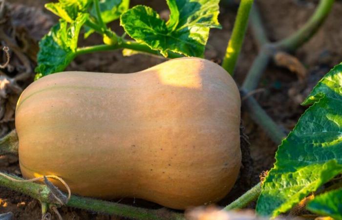 Avec l’automne, la saison du butternut a commencé !