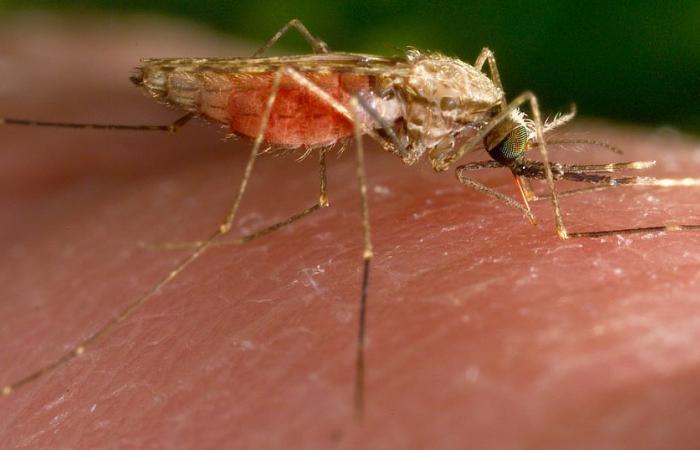 première campagne de vaccination pour protéger les enfants du paludisme