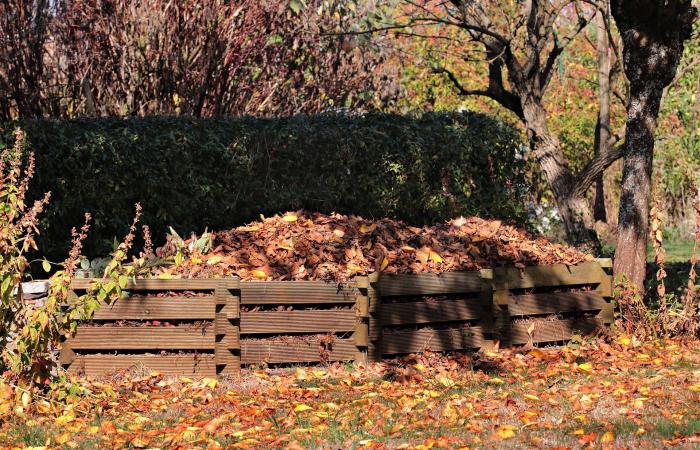 Savez-vous à quel point cette plante très commune peut protéger votre jardin du gel – Masculin.com