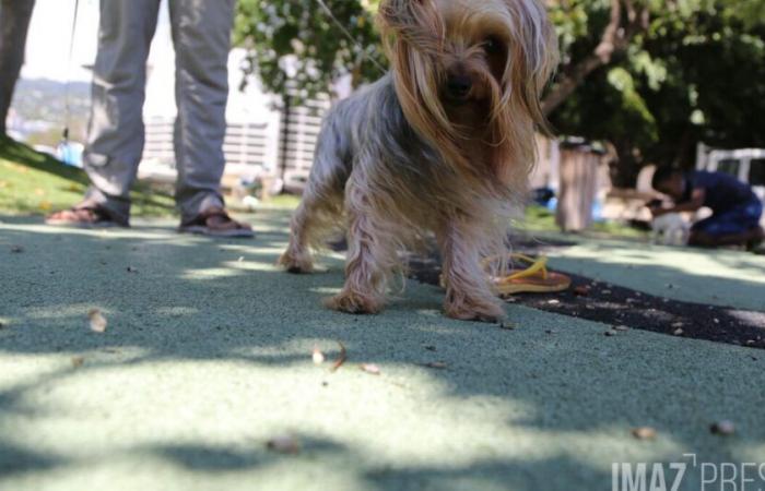 Ces chiens et chats devenus rois à la Réunion