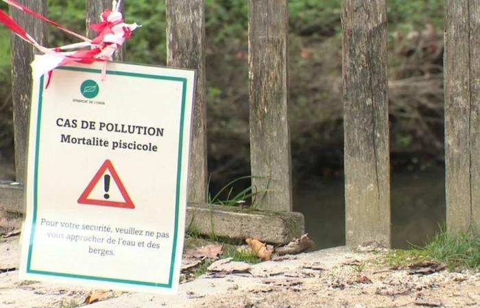 Des centaines de poissons morts découverts sur un plan d’eau en Essonne