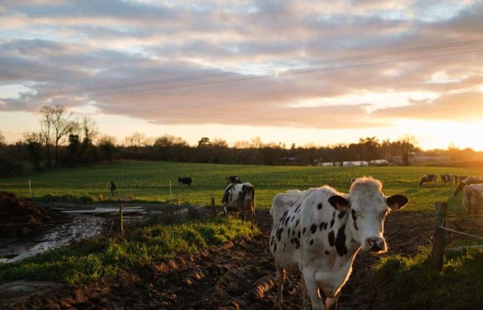 Abandonné par son éleveur, un troupeau de bovins abattu « pour garantir le bien-être animal »