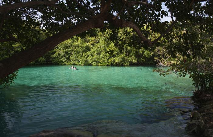 8 des meilleurs cénotes près de Tulum