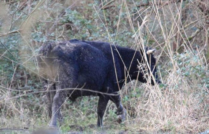 Après l’abattage de 35 bovins, des mails de toute la France inondent cette mairie au sud de Nantes