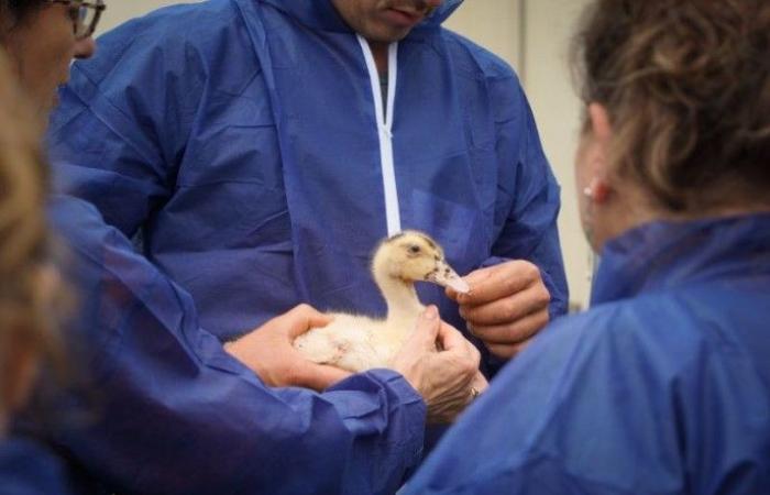 Un premier foyer de grippe aviaire dans les Landes