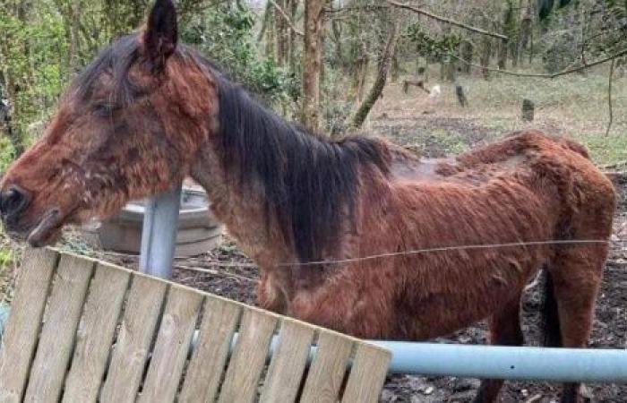 Ensemble, stoppons la maltraitance animale en Loire-Atlantique. Leurs voix, c’est nous.