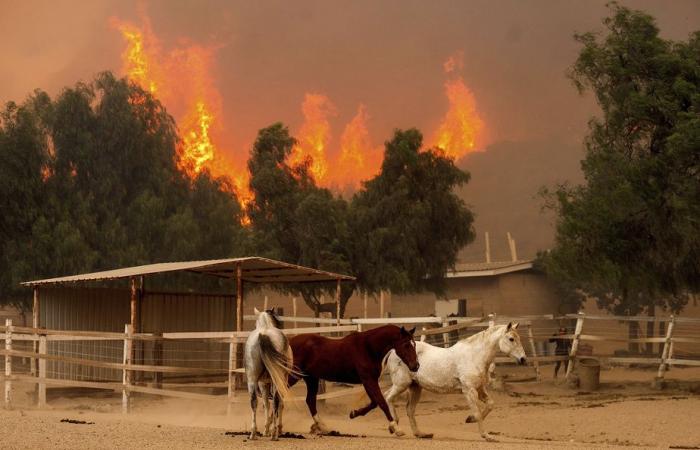 Grand incendie en Californie | Plus d’une centaine de maisons détruites près de Los Angeles