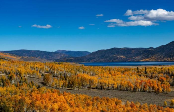 À la découverte du Pando, le plus vieil arbre forestier du monde