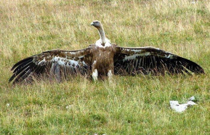 Face au vautour fauve, des « solutions » qui font débat en Aveyron face au projet d’arrêté préfectoral autorisant les tirs effrayants