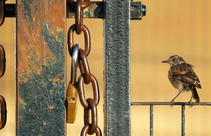 Les photos de nature les plus incroyables sont exposées à Bâle – rts.ch