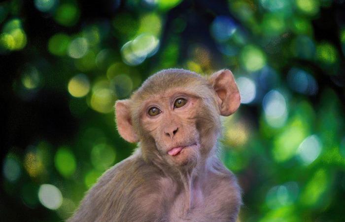 43 singes « nerveux » évadés d’un laboratoire, la police donne l’alerte