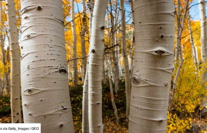 L’arbre le plus haut du monde est également l’un des organismes vivants les plus anciens de la planète.