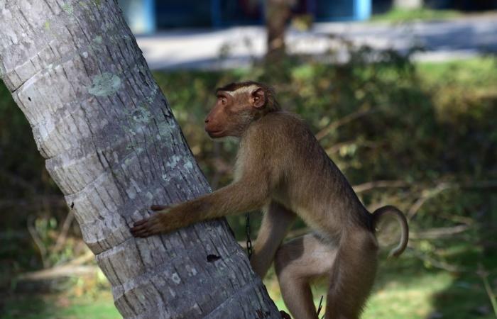 la police recherche activement 43 macaques en fuite aux Etats-Unis