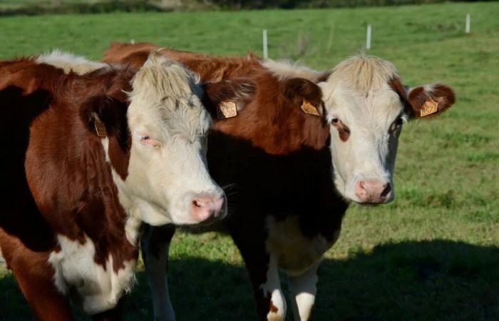 Finistère. Des producteurs laitiers radiés de Lactalis à la recherche d’un nouveau collecteur