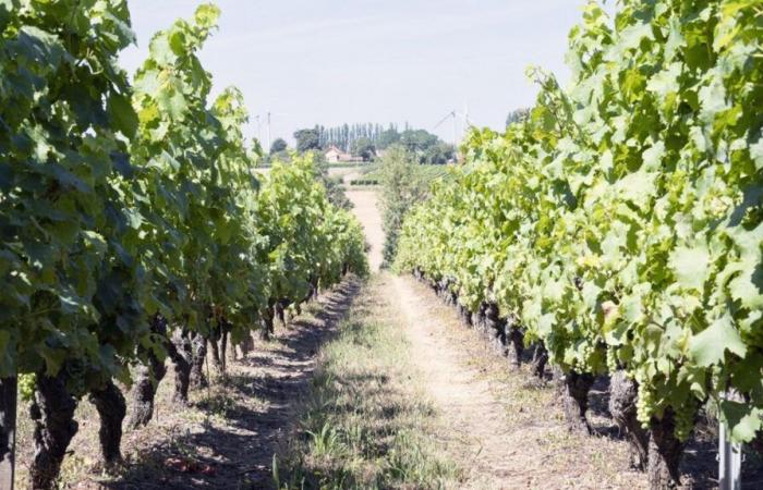 La production de vin en France devrait diminuer de 23 % sur un an en 2024