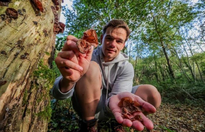 Glouglous, champignons, antiquités, livres anciens… Cinq idées de sorties pour ce week-end en Dordogne