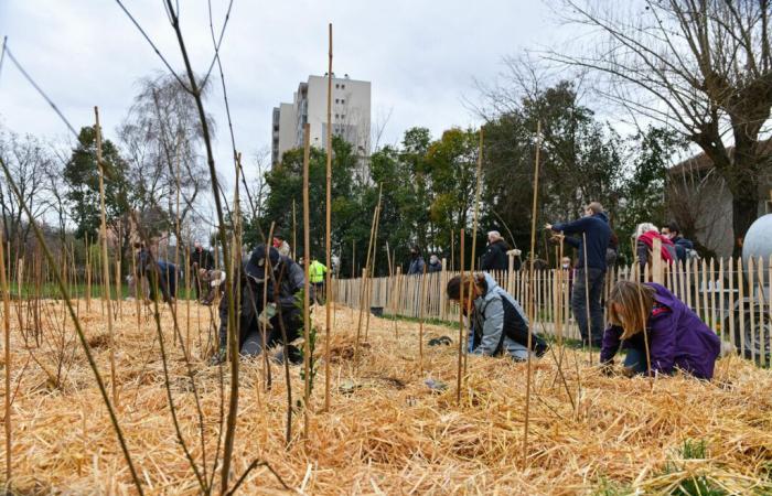 une semaine d’actions et d’événements dans la ville autour de l’arbre