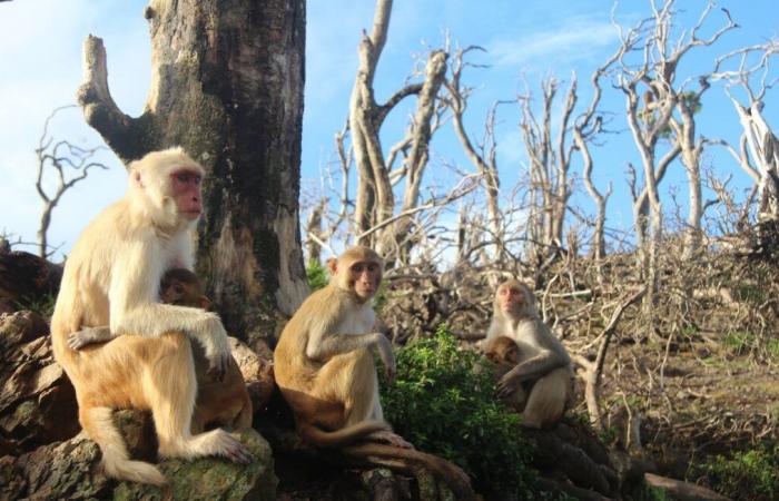 Une quarantaine de singes en fuite après s’être échappés d’un laboratoire