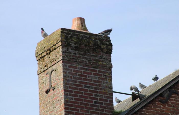 cette commune de Seine-Maritime espère se débarrasser des pigeons