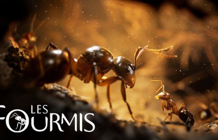 Microïds fait revivre le temps béni des… colonies de fourmis