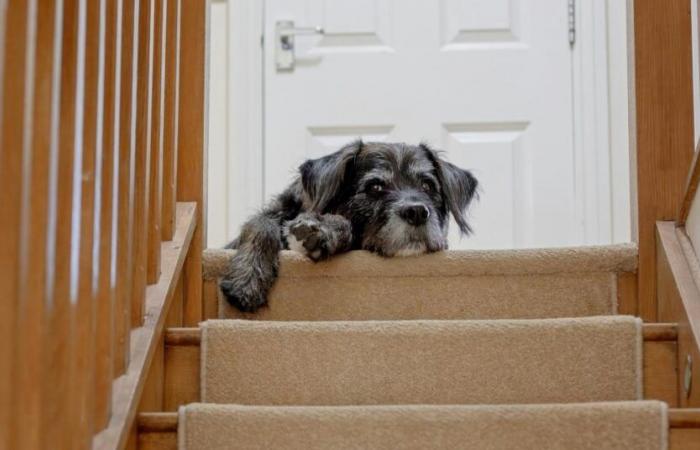 Voici ce que pense votre chien lorsque vous le laissez seul à la maison