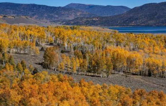 Pando, une forêt composée d’un seul arbre, l’un des êtres vivants les plus anciens de la planète