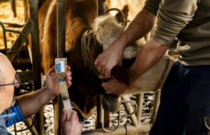 Un quart des fermes jurassiennes contaminées par la langue bleue