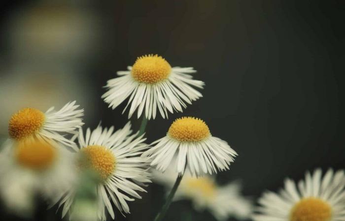 Savez-vous à quel point cette plante très commune peut protéger votre jardin du gel – Masculin.com