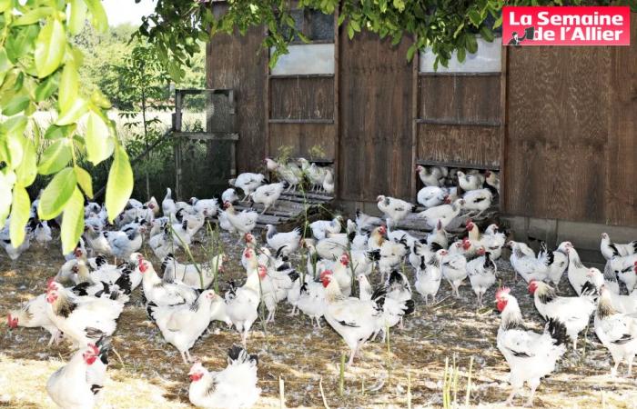 un premier cas de grippe aviaire détecté dans un village du Bourbonnais