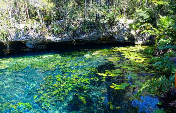 8 des meilleurs cénotes près de Tulum