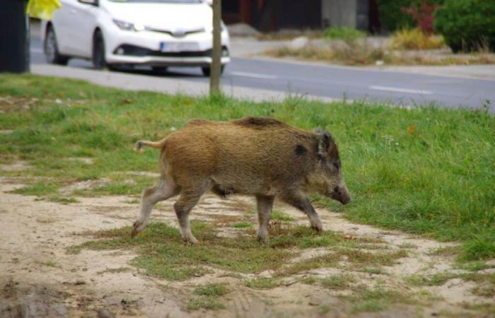 Face à l’invasion urbaine des sangliers dans le secteur de Nevers, le préfet de la Nièvre ordonne tirs de nuit et perquisitions administratives