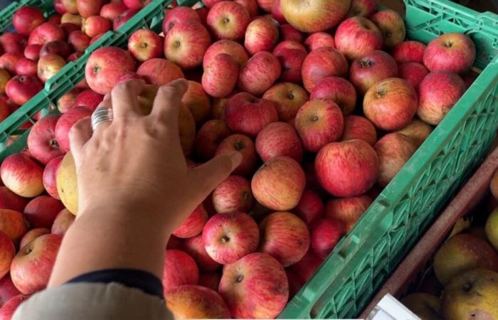 cette commune recherche des dons de pommes pour sa vente solidaire de jus