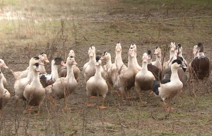 “Je n’enfermerai pas mes canards”, alors que la France revient au risque “élevé”, les éleveurs refusent le retour du confinement