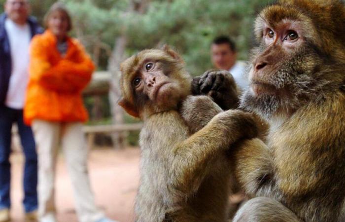 Des dizaines de singes s’échappent d’un centre de recherche : “Ne vous approchez pas d’eux !” »