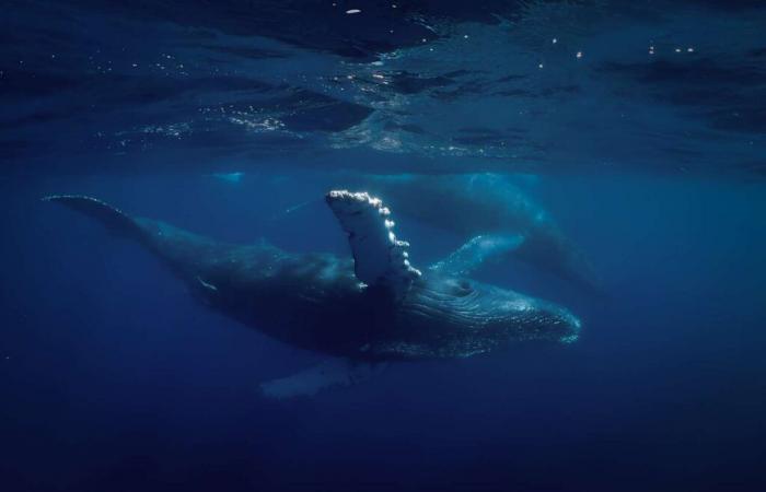 L’ADN hybride révèle des croisements inter-espèces inattendus