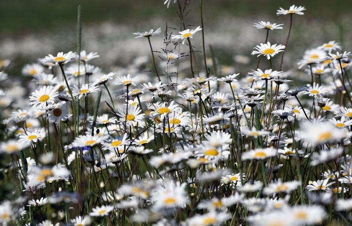 Savez-vous à quel point cette plante très commune peut protéger votre jardin du gel – Masculin.com