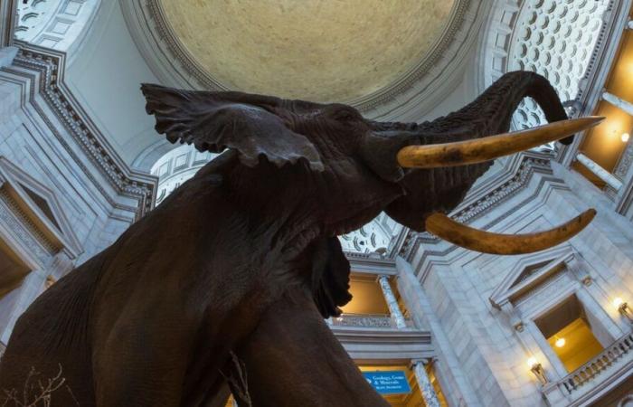 Tout sauf les armes au Smithsonian Museum