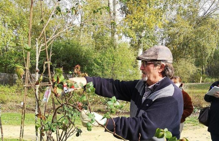 Maine-et-Loire. Près de 800 variétés de rosiers en vente et ateliers de taille ce week-end